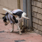 Un perro miccionando ayer en la base de una farola.