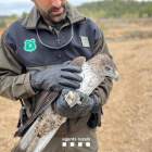 El ejemplar fue trasladado al Centre de Fauna de Vallcalent. 