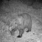 L'os Nere, el més vell del Pirineu.