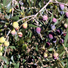 Una olivera.
