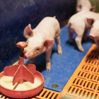 JARC-Coag denuncia més càrregues per a les explotacions de porcí amb el nou esborrany de benestar.