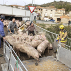 Vuelca un camión cargado con más de doscientos cerdos en Biosca 