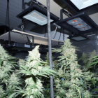 Detingut per cultivar 102 plantes de marihuana en una casa a l'Urgell