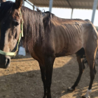 Mística, l’euga rescatada, es recupera al refugi per a cavalls ARRE, a Alcanó.