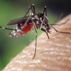 Este es el truco viral para acabar con los mosquitos