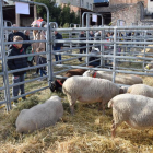 La mostra d’animals va comptar amb ovelles, rucs, vaques i cabres.