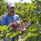 Imatge de collita de figues, ahir dimecres, en una finca d’Aitona.