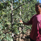 El Canal d'Urgell salva la fruita i els regants demanen evitar tancaments