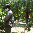 Temporers en una finca fructícola del Segrià l’estiu passat.