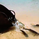 Imatge de l’alliberament d’alguns dels peixos autòctons.