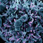 La Cianovirina-N podria frenar la infecció de noves variants del SARS-CoV-2
