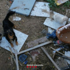 Alguns els gossos abandonats al patit de la casa de Vila-sana.