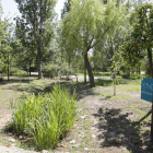 Un dels espais representats a l’Arborètum és el del bosc de ribera.