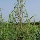 ‘Amaranthus palmeri’, planta invasora que infecta el panís.