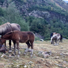 A la izquierda, un caballo con uno de los collares GPS que se han desplegado en el Pallars Sobirà. 