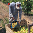 Gelades i calor van enfonsar l’estiu passat la producció de fruita de llavor a Lleida.