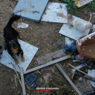 Imatge de dos dels gossos que estaven abandonats al pati de la casa.