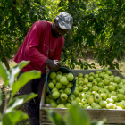 El precio de estas manzanas recolectadas en verano no cubre ahora los costes de producción.