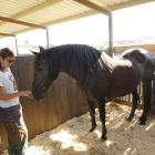 Troben un cavall abandonat a Aspa i el porten a un refugi