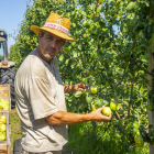 Inicio de la recolección ayer en una finca de la partida de Granyena de Lleida.