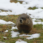 Imagen de archivo de una marmota.