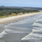 Desastre natural: 200 ballenas mueren tras quedar varadas en una playa de Australia