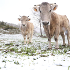 Vacas pastando en un prado de Àreu, en la Vall Ferrera, donde las temperaturas marcaron 0 grados.