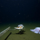 Rècord: Filmen un peix a 8.336 metres de profunditat