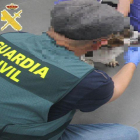 Troben a Lleida una gossa viva entre cadàvers d'animals que anaven a ser triturats