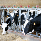 Imagen de archivo de una explotación de vacas lecheras. 