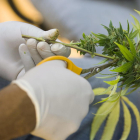 Un horticultor corta las hojas de una planta medicinal de marihuana