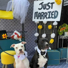 Fotografia de setembre del 2021 cedida per Daniel Dusty Porter on s'aprecia dos gossos mentre posen al costat del cartell de 'Noucasats' durant una festa d'intent oficial de trencar el rècord de casament massiu de gossos celebrat en Villa Park, Illinois (EUA)