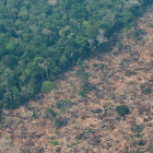 Plantarán más de 10.000 árboles en la Amazonía de Brasil en la lucha climática