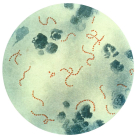Bacteria 'streptococcus pyogenes'.