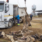 Trabajos ayer para retirar los terneros muertos tras un ataque de perros en una granja de Soses. 