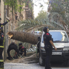 Un veí va advertir del perill de la palmera caiguda al Raval