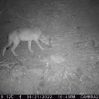 Fotografia de l'exemplar del llop localitzat al Paratge Natural de l'Albera.