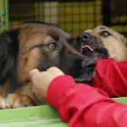 El 20 % de los perros recogidos por protectoras cada año quedan sin adopción