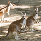 Un canguro mata a un hombre en Australia por primera vez en 86 años