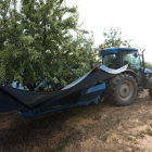 Recogida de almendras ayer en una finca ubicada en Sarroca de Lleida.