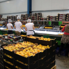 Foto de archivo de varias trabajadoras embalando melocotones en una cooperativa agraria.