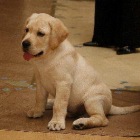 Imatge d'arxiu d'un cadell de labrador