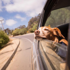La multa per portar un animal solt al vehicle ascendeix a 800 euros.