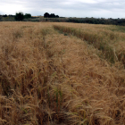 Un campo de cebada en Sarroca de Lleida afectado por el calor y la sequía del invierno
