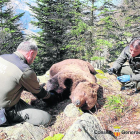Técnicos de Medio Ambiente, junto al cadáver del oso Cachou.
