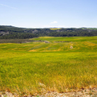 Campos de cereal afectadados por la sequía en el Segrià.