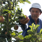 La campaña de cosecha de la variedad de manzana roja Royal Gala se ha adelantado una semana.