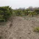 A l’esquerra, els danys a la terra de la finca de palmeres i, a la dreta, Xavier Samarra amb una gàbia per capturar senglars.