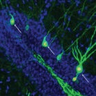 El nou estudi mostra que impulsar la neurogènesi augmenta la quantitat de neurones involucrades en l'emmagatzemament i la recuperació de records (fletxes) en l'hipocamp de ratolins amb alzheimer.