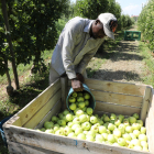 Recogida de manzana Golden en una finca de Lleida el pasado mes de septiembre.